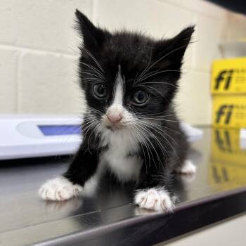 Stray - Quality Inn -  Domestic Short Hair Cat for Adoption in Roxboro, North Carolina - Stray - Quality Inn | PetCurious
