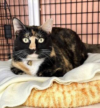 Loretta -  Domestic Short Hair and Calico Cat Available for Adoption in Seal Beach, California - Loretta | PetCurious