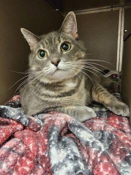 CLEO -  Domestic Short Hair Cat for Adoption in Clyde, North Carolina - CLEO | PetCurious