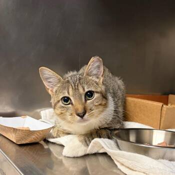 Rufus -  Domestic Short Hair Cat for Adoption in Nashville, Tennessee - Rufus | PetCurious