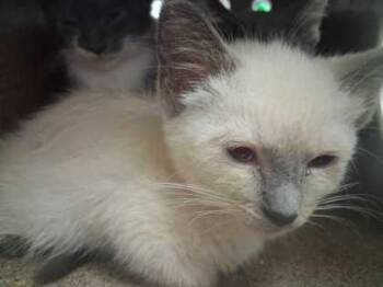 Phoebe -  Domestic Short Hair Cat for Adoption in Sevierville, Tennessee - Phoebe | PetCurious