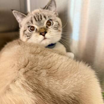 Runty -  Siamese and Ragdoll Cat for Adoption in Englewood, Florida - Runty | PetCurious