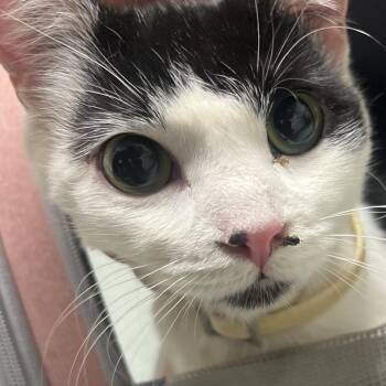 Domestic Short Hair Cats Available for Adoption - Protein | PetCurious