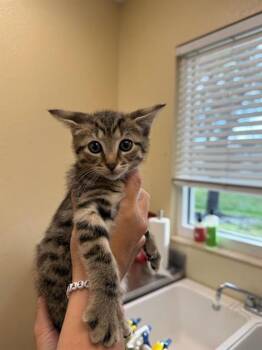 LEVI -  Domestic Short Hair Cat for Adoption in Fort Myers, Florida - LEVI | PetCurious