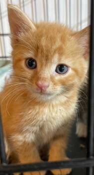 Bixby -  Domestic Short Hair Cat for Adoption in Dalton, Georgia - Bixby | PetCurious