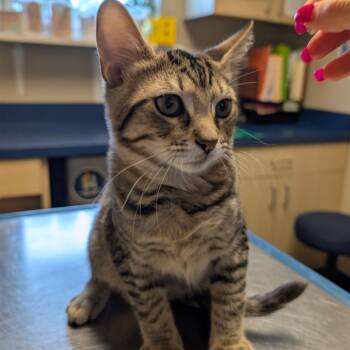 Umbreon bonded with Solgalelo -  Domestic Short Hair Cat for Adoption in Wilmington, Delaware - Umbreon Bonded With Solgalelo | PetCurious