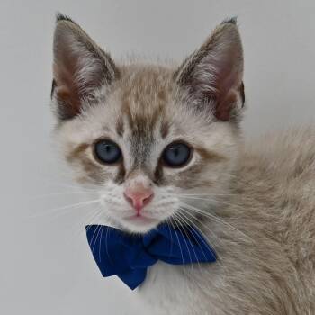 Siamese Cats Available for Adoption in Mobile, Alabama - Donny | PetCurious