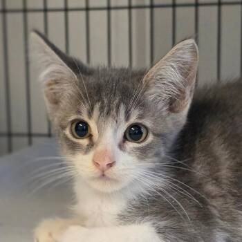 Poirot -  Domestic Short Hair Cat for Adoption in Muncie, Indiana - Poirot | PetCurious