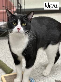 Rescue Tuxedo Cats for Adoption in Valparaiso, Indiana - Neal | PetCurious