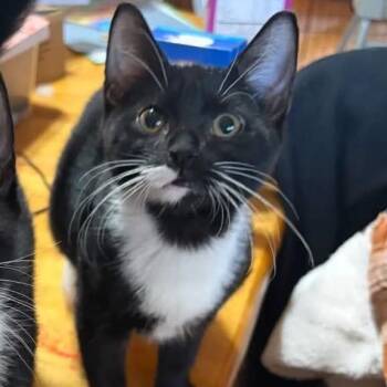 Nyx -  Domestic Short Hair Cat for Adoption in Otisfield, Maine - Nyx | PetCurious