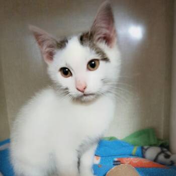 Domestic Short Hair Cats Available for Adoption - Cupid | PetCurious