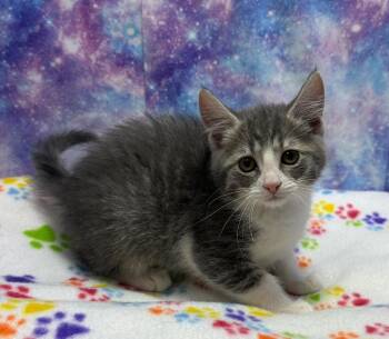 Domestic Short Hair Cats Available for Adoption in Washington Court House, Ohio - Olivia | PetCurious