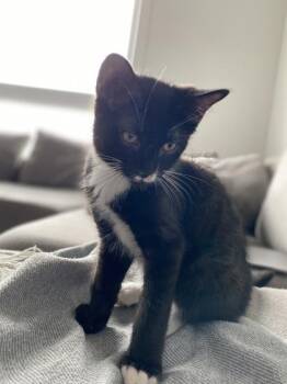Atlas (Collier blanc) -  Domestic Medium Hair and Domestic Short Hair Cat for Adoption in Montreal, Quebec - Atlas (Collier Blanc) | PetCurious