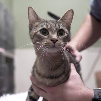 Rescue Domestic Short Hair Cats for Adoption in Gainesville, Georgia - Pawdme | PetCurious