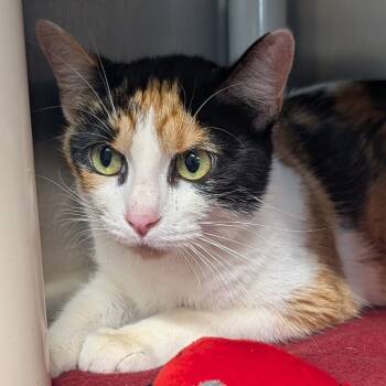 Rescue Domestic Short Hair Cats for Adoption in Jefferson City, Tennessee - Sabrina | PetCurious