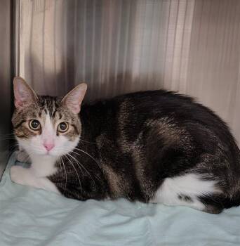 Domestic Short Hair Cats Available for Adoption in St. Louis, Missouri - BABY | PetCurious