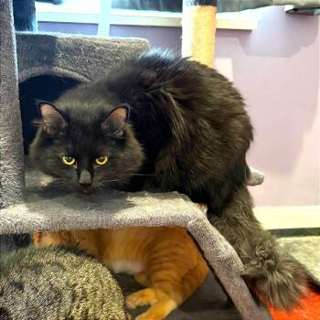 Domestic Short Hair Cats Available for Adoption - Flint | PetCurious