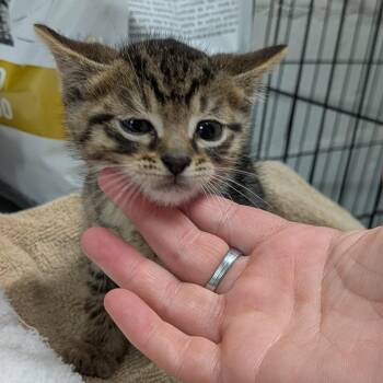 Tabby-Black -  Domestic Short Hair Cat for Adoption in Greenville, Pennsylvania - Tabby-Black | PetCurious