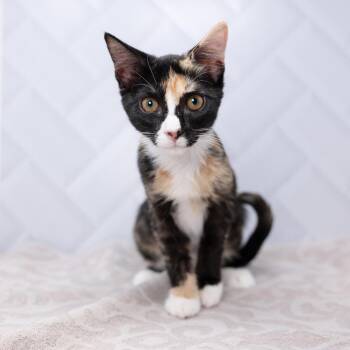Ling -  Domestic Short Hair Cat for Adoption in Durham, North Carolina - Ling | PetCurious