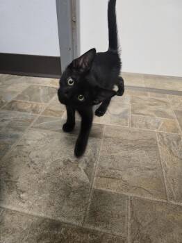 Curveball -  Domestic Short Hair Cat for Adoption in Mineral Point, Wisconsin - Curveball | PetCurious