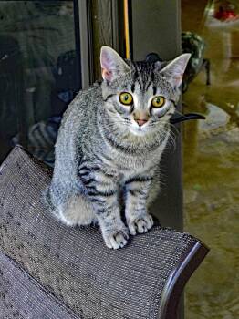 Rescue Domestic Short Hair Cats for Adoption in Marion, North Carolina - Blackberry | PetCurious