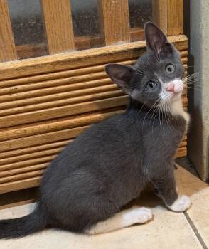 Pebbles -  Domestic Short Hair Cat for Adoption in East Hanover, New Jersey - Pebbles | PetCurious