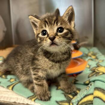 Apple Pie -  Domestic Short Hair Cat for Adoption in Redwood City, California - Apple Pie | PetCurious
