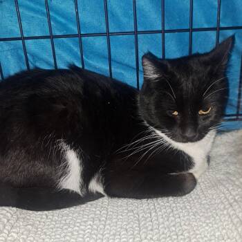 Domestic Short Hair Cats Available for Adoption - Oreo | PetCurious