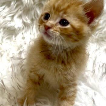 Cookie Dough -  Domestic Short Hair Cat for Adoption in Vienna, Ontario - Cookie Dough | PetCurious
