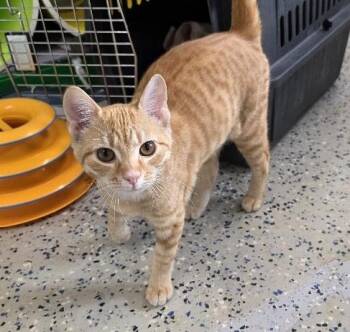 Rescue Domestic Short Hair Cats for Adoption in Rossville, Tennessee - Citrus | PetCurious
