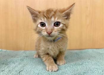 Domestic Short Hair Cats Available for Adoption in Brentwood, Missouri - TAPOTO | PetCurious
