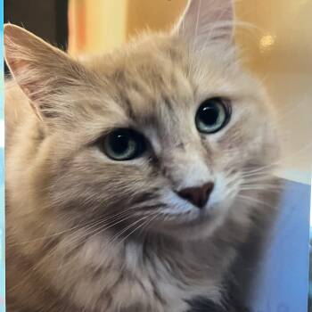Honeycomb -  Domestic Long Hair Cat for Adoption in Wells, Maine - Honeycomb | PetCurious