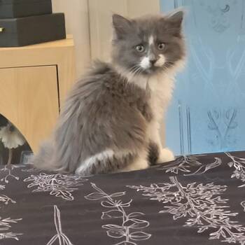 Darla -  Domestic Long Hair Cat for Adoption in Wyandotte, Michigan - Darla | PetCurious