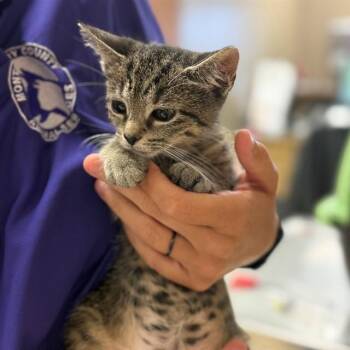 FRANKIE -  Domestic Short Hair Cat for Adoption in Conroe, Texas - FRANKIE | PetCurious