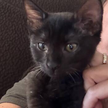 Sumatra -  Domestic Short Hair Cat Available for Adoption in San Diego, California - Sumatra | PetCurious