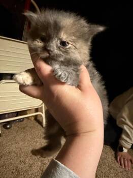 Evette -  Domestic Medium Hair Cat for Adoption in Hartford City, Indiana - Evette | PetCurious