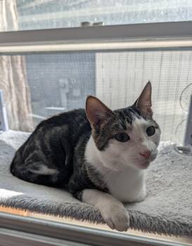 Stalker -  Domestic Short Hair Cat for Adoption in Brockport, New York - Stalker | PetCurious