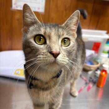 American Shorthair Cats Available for Adoption - Ginger | PetCurious