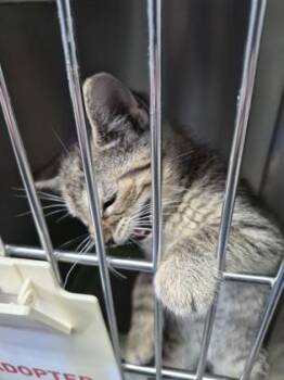 Domestic Short Hair Cats Available for Adoption - CaBoodle | PetCurious