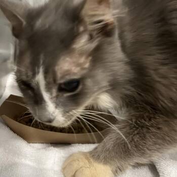 Tommy Pickles -  Domestic Short Hair Cat for Adoption in Greensboro, North Carolina - Tommy Pickles | PetCurious