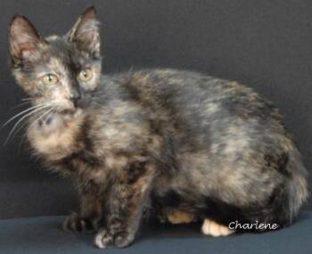 Rescue Tortoiseshell Cats for Adoption in Newland, North Carolina - Dish Network | PetCurious