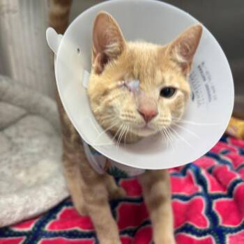 Popeye -  Domestic Short Hair Cat for Adoption in Lakeland, Florida - Popeye | PetCurious