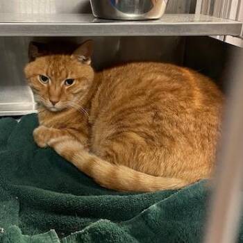 Domestic Short Hair Cats Available for Adoption - Auto | PetCurious