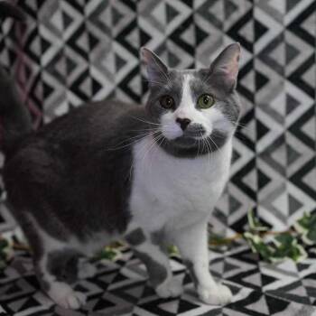 Domestic Short Hair Cats Available for Adoption in Wheaton, Illinois - Presley | PetCurious