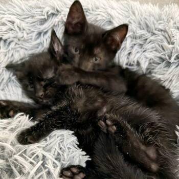Cricket -  American Shorthair Cat for Adoption in Paulina, Louisiana - Cricket | PetCurious