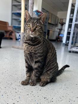 Rescue Domestic Short Hair Cats for Adoption in Brookings, Oregon - Tootsie Roll | PetCurious