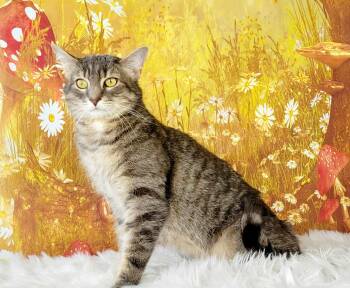 Rescue Tabby and Domestic Short Hair Cats for Adoption in Greensburg, Pennsylvania - Cannolli | PetCurious