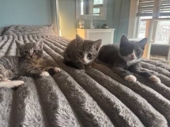 Domestic Short Hair Cats Available for Adoption - Gary | PetCurious