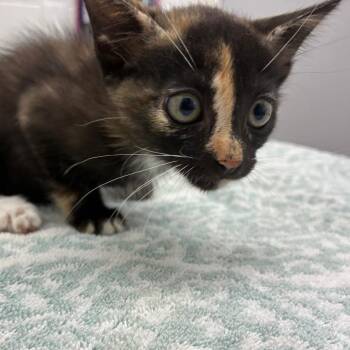 Amber -  Domestic Short Hair Cat for Adoption in Corpus Christi, Texas - Amber | PetCurious