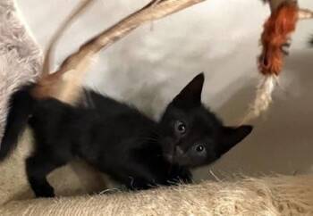 Domestic Short Hair Cats Available for Adoption in West Chester, Pennsylvania - CASH | PetCurious